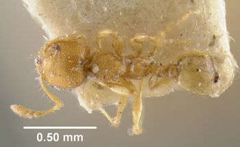 Media type: image;   Entomology 32141 Aspect: habitus dorsal view
